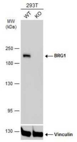 Brg1 Antibody (GT2712), Novus Biologicals 100 &mu;g | Buy Online | Novus Biologicals | Fisher Scientific