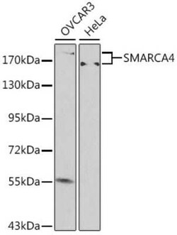 Brg1 Antibody - BSA Free, Novus Biologicals 0.02 mL, Unconjugated:Antibodies,