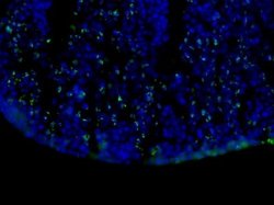 Bromodeoxyuridine/BrdU Antibody (29G6.E8), Novus Biologicals Bromodeoxyuridine/BrdU