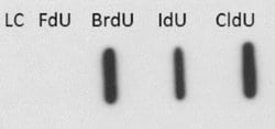Bromodeoxyuridine/BrdU Antibody (29G6.E8), Novus Biologicals Bromodeoxyuridine/BrdU
