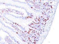 Bromodeoxyuridine/BrdU Antibody (BRD.3) - Azide and BSA Free, Novus Biologicals