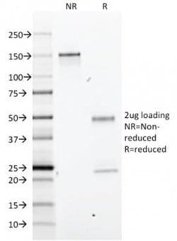 Bromodeoxyuridine/BrdU Antibody (BRD.3) - Azide and BSA Free, Novus Biologicals