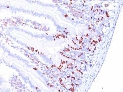 Bromodeoxyuridine/BrdU Antibody (85-2C8), Novus Biologicals:Antibodies:Primary