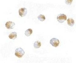 Bub3 Antibody - BSA Free, Novus Biologicals 0.1 mg; Unconjugated:Antibodies,