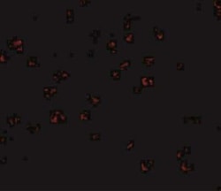 Bub3 Antibody - BSA Free, Novus Biologicals 0.1 mg; Unconjugated:Antibodies,