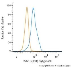 BubR1 Antibody (8G1) - Azide and BSA Free, Novus Biologicals 0.1 mL; Unconjugated:Antibodies,