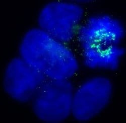 BubR1 Antibody (8G1) - Azide and BSA Free, Novus Biologicals 0.1 mL; Unconjugated:Antibodies,