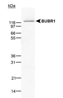 BubR1 Antibody (8G1) - Azide and BSA Free, Novus Biologicals 0.1 mL; Unconjugated:Antibodies,