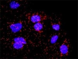 BubR1 Antibody (2G5), Novus Biologicals 0.1 mg | Buy Online | Novus Biologicals | Fisher Scientific