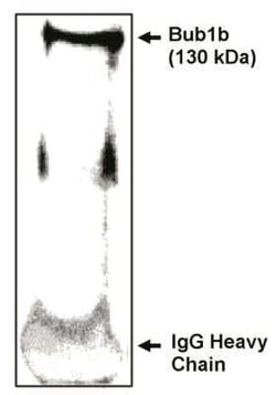 BubR1 Antibody, Novus Biologicals:Antibodies:Primary Antibodies