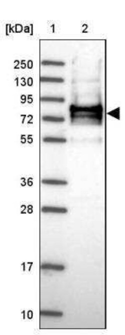 CC2D2B Antibody, Novus Biologicals 25 &mu;L; Unconjugated:Antibodies, Polyclonal