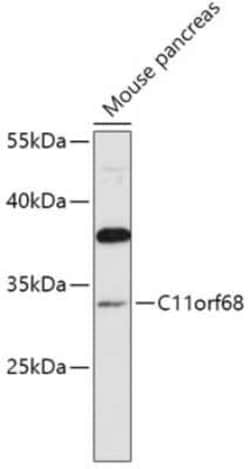 C11orf68 Antibody - Azide and BSA Free, Novus Biologicals 0.1 mL, Unconjugated:Antibodies,