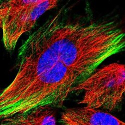 C12orf76 Antibody, Novus Biologicals 25 &mu;L, Unconjugated:Antibodies,