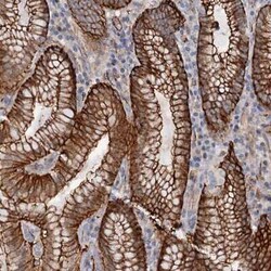 C12orf76 Antibody, Novus Biologicals 25 &mu;L, Unconjugated:Antibodies,