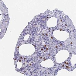Rubicon Antibody, Novus Biologicals:Antibodies:Primary Antibodies