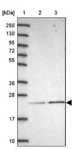 METTL26 Antibody, Novus Biologicals:Antibodies:Primary Antibodies
