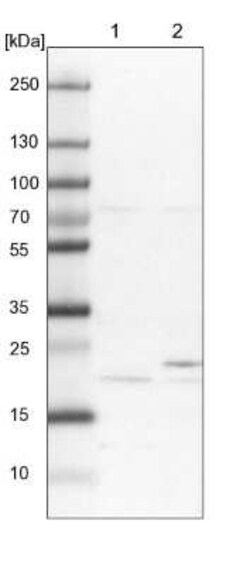 METTL26 Antibody, Novus Biologicals:Antibodies:Primary Antibodies
