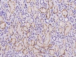 C18orf32 Antibody, Novus Biologicals:Antibodies:Primary Antibodies