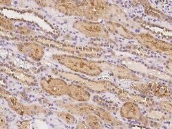 C19orf18 Antibody, Novus Biologicals 100 &mu;g, Unconjugated:Antibodies,