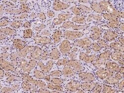 C19orf44 Antibody, Novus Biologicals 100 &mu;g, Unconjugated:Antibodies,