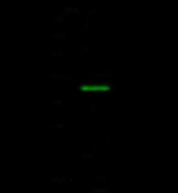 C19orf47 Antibody, Novus Biologicals™