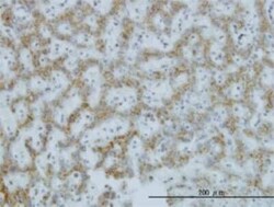 C1GALT1 Antibody (1F1), Novus Biologicals 0.1 mg | Buy Online | Novus Biologicals | Fisher Scientific