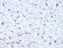 C1QB, Mouse anti-Human, Clone: C1QB/2961, Novus Biologicals 100 ug; Unconjugated:Antibodies,