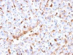 C1QB Antibody (C1QB/2966) - Azide and BSA Free, Novus Biologicals 100 ug;