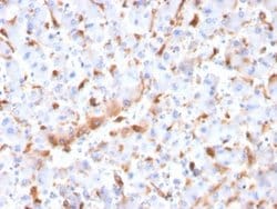 C1QB, Mouse anti-Human, Clone: C1QB/2966, Novus Biologicals 100 ug; Unconjugated:Antibodies,