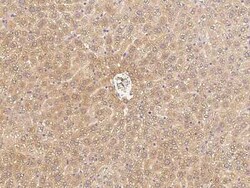 C1QB Antibody, Novus Biologicals 50 &mu;g; Unconjugated:Antibodies, Polyclonal