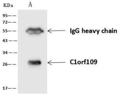 C1orf109 Antibody, Novus Biologicals 50 &mu;g; Unconjugated:Antibodies,
