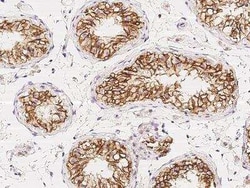 C1orf167 Antibody, Novus Biologicals:Antibodies:Primary Antibodies