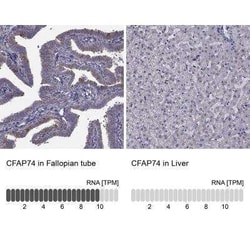 CFAP74 Antibody, Novus Biologicals 0.1 mL; Unconjugated:Antibodies, Polyclonal