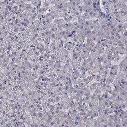 CFAP74 Antibody, Novus Biologicals 0.1 mL; Unconjugated:Antibodies, Polyclonal
