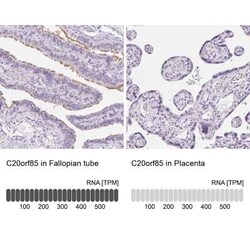 LLC1 Antibody, Novus Biologicals 25 &mu;L, Unconjugated:Antibodies, Polyclonal
