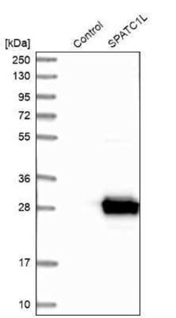 SPATC1L Antibody, Novus Biologicals:Antibodies:Primary Antibodies