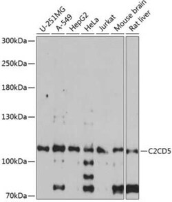 C2CD5 Antibody - Azide and BSA Free, Novus Biologicals:Antibodies:Primary