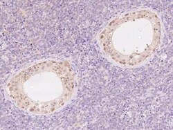 C2orf42 Antibody, Novus Biologicals 50 &mu;g, Unconjugated:Antikörper