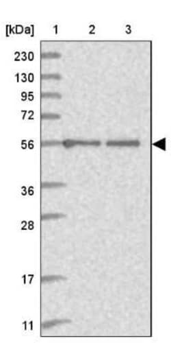 C2orf42 Antibody, Novus Biologicals:Antibodies:Primary Antibodies