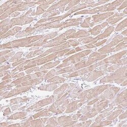 C3orf49 Antibody, Novus Biologicals 0.1 mL, Unconjugated:Antibodies, Polyclonal