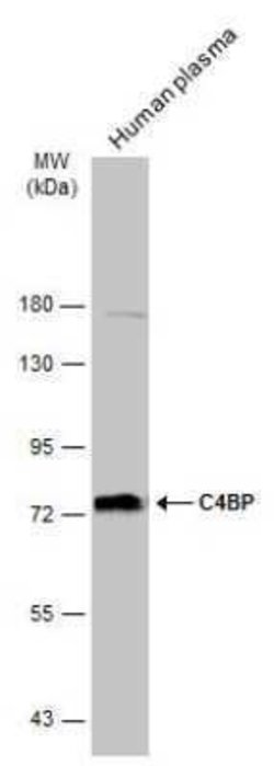 C4 binding protein A Antibody, Novus Biologicals 100 &mu;g | Buy Online | Novus Biologicals | Fisher Scientific