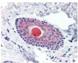 C4.4A/LYPD3 Antibody - BSA Free, Novus Biologicals 0.05 mg | Buy Online | Novus Biologicals | Fisher Scientific