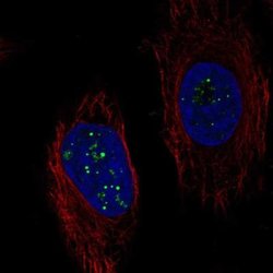 C6orf223 Antibody, Novus Biologicals 25 &mu;L; C6orf223 Antibody; Unconjugated:Antibodies,