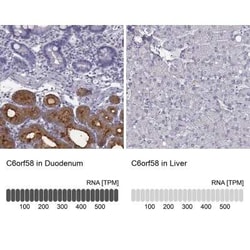 C6orf58 Antibody, Novus Biologicals:Antibodies:Primary Antibodies