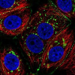CCDC170 Antibody, Novus Biologicals:Antibodies:Primary Antibodies