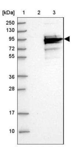 CCDC170 Antibody, Novus Biologicals:Antibodies:Primary Antibodies
