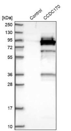 CCDC170 Antibody, Novus Biologicals 0.1 mL, Unconjugated:Antibodies, Polyclonal