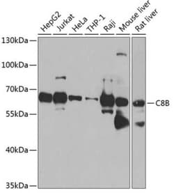 C8B Antibody - BSA Free, Novus Biologicals 0.1 mL, Unconjugated:Antibodies,
