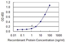 C9orf103 Antibody (1H4), Novus Biologicals 0.1 mg; Unconjugated:Anticuerpos