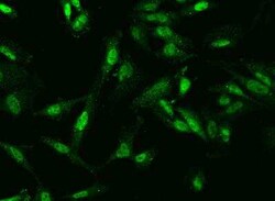 C9orf40 Antibody, Novus Biologicals:Antibodies:Primary Antibodies